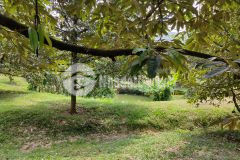 Bán gấp 8 sào vườn gần trung tâm, có thổ cư, giá mềm