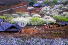 Siêu phẩm mộc châu, đón sóng cao tộc hòa bình mộc châu sơn la