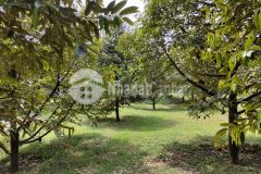 Bán lô đất vùng ven bảo lộc, diện tích lớn giá cực mềm