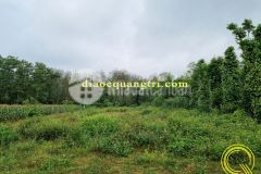 Đất nền giá rẻ cách ubnd xã vĩnh hòa, trường học chưa tới 3 phút đi xe.