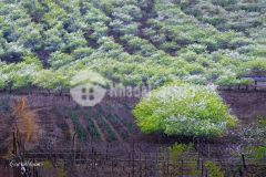 Siêu phẩm mộc châu.đất nằm trên ql6 siêu hot cho các nhà đầu tư.