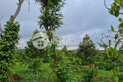 Vườn thượng uyến 4000m2 tại krông năng, đắklak