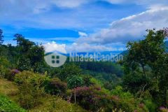 Bán nhanh vỉew săn mây trạm hành đà lạt.sổ riêng.liên hệ 0918201492