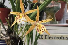 Bán nhà vườn chuối, q.3, hẻm nhựa 6m, dt 36m. khu vip hiếm nhà bán.