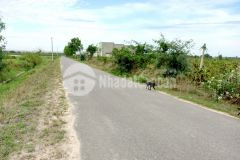 Đất mặt tiền 100m giáp đường nhựa, hàm chính, hàm thuận bắc, dt 11.300m2