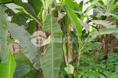 Quá hiếm bán đất phân lô hà đông vỉa hè, ô tô, 53m2, mt 5m, giá 2.75 tỷ