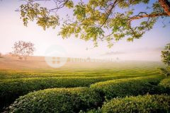 Cần thanh khoản gấp lô 235m2 tại tiền tiến, tt nông trường