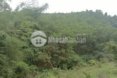 Bán gấp trong tuần 6000m rsx giá 320tr 12000m giá 550tr