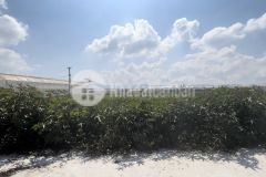 Bán 126m2 chính chủ sẵn thổ cư tại thạnh mỹ, đơn dương giá 1.1 tỷ