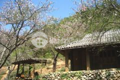 Đầu tư đón đầu mộc châu với mảnh đất diện tích lớn, đã có thổ cư