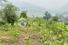 Bán gấp 3593m2 trong đó có 400m2 thổ cư, sự trải nghiệm của trang trại nhà vườn cho nđt