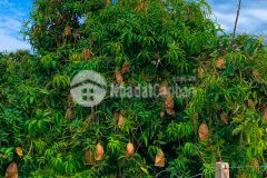 Chủ gửi bán 2 mảnh đất vườn tại phú ngọc định quán đồng nai