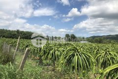 Đường grao kcn tân đức 84x120 125 triệum ngang