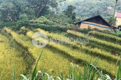 Cơ hội sở hữu mảnh đất gần 1000m2 tại trung tâm y tý giá đẹp cho nhà đầu tư