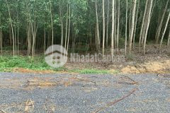 Bán đất xã diên xuân tặng vườn keo 41.000m2 đường oto lh 0788.558.552