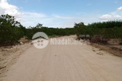 Đường grao kcn tân đức 3,26 mẫu 450 triệusào