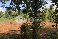 D340 bán 3 lô lk ô bàn cờ quỳnh ngọc eana huyện krong ana bao giá rẻ trong khu vực