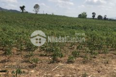 Lô 2 đường bà triệu tân nghĩa hàm tân 1 mẫu 3 tỷ