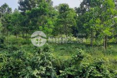 Bán gấp 1,5ha đất mà giá chỉ có 2,6 tỷ phù hợp làm trang trại nhà vườn, có cả thổ cư và đất vườn