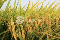 Bán 8086m2 đất mặt tiền đường trương vĩnh nguyên, cái răng, cần thơ. giá 64 tỷ