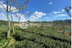 Mộc châu bán mảnh đất có thổ cư giá hợp lý vị trí đẹp