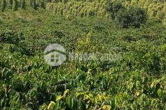 Tặng ngay 2ha đất rẫy khi mua 80m đất mặt tiền tại đăk nông, sổ riêng, chỉ 44trm2. lh0964038191