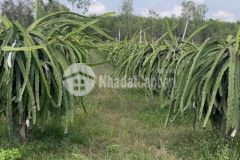 Tân tiến lagi 1,6 ha 6,4 tỷ lô 2 đường tây sơn