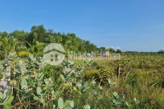 Phùng hưng tân tiến lagi 5,6 sào 8 tỷ