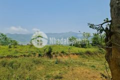 Cần bán gấp 4300m2 đất trong đó có 980m2 thổ cư còn lại là đất vườn giá chưa đến 1 trm2