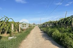 Tân hải lagi 1,2 mẫu 82m bê tông 7,5 tỷ