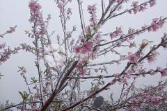 Đất du lịch mt siêu rộng 25m sapa 2 y tý