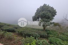 Mộc châu bán mảnh đất view đồi chè cực đẹp