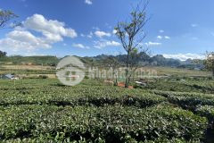 Mộc châu bán mảnh đất view đẹp rất phù hợp kinh doanh du lịch