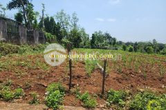 Mua bán nhà đất, bất động sản tại quảng trị, gio sơn gio linh quảng trị 0941076225