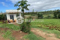 Chính chủ gửi bán lô đất 1500m2. 70m thổ cư gần cầu ông thiều xã tu tra.đơn dương. giá 2 tỷ 18triệu