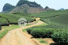 Nóng bán mảnh đất view hồ cực đẹp tại mộc châu