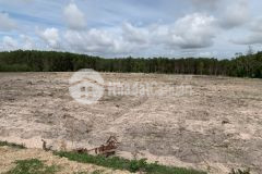 Bán 1,1ha có 231m mặt tiền đường ô tô thôn 1 gần đường tân minh sơn mỹ giá vốn