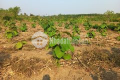 Bán lô thổ cư mặt tiền bê tông sông hinh siêu rẻ