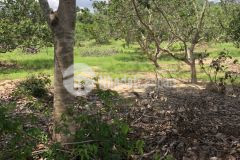 Tân đức hàm tân gần kcn 4,3 mẫu 9,46 tỷ