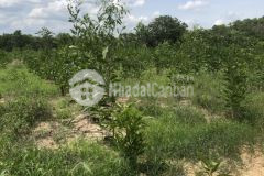 Sông phan hàm tân 21,5 mẫu 24,2 tỷ