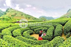 Bán đất mộc châu gần chợ đêm, phù hợp kinh doanh, đã có sổ