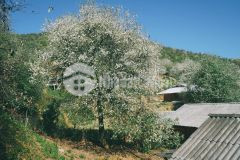 Mộc châu bán mảnh đất mặt đường ql43 có thổ cư gần địa điểm du lịch