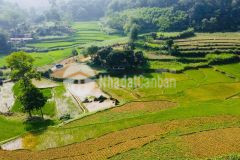 Cần bán 1500m 150m thổ cư bám đường nhựa view cánh đồng tuyệt đẹp tại tân lạc