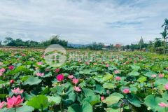 Đất điện hồng, điện bàn, dt lớn 145 175m2. giá chỉ 606 647tr