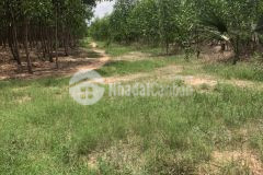 Tân đức hàm tân 3,36 mẫu 450 triệusào sát ql 1a