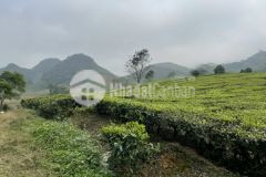 Mảnh đất diện tích lớn ở nông trường mộc châu đón sóng cao tốc hòa bình sơn la