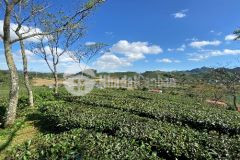 Mộc châu bán mảnh đất có thổ cư view đồi chè