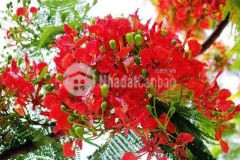 Bán nhà mặt tiền hoàng tăng bí, hòa an, cẩm lệ, đà nẵng, 100m2, giá rẻ