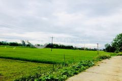 Ban nhanh đât đương câu go nôi nam phươc