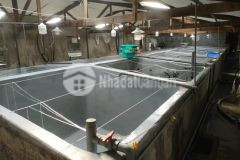 Chuyển nhượng trại nuôi hải sản giống, tại xã ninh ích, khánh hoà, 6 tỷ 492m2. lh0325841051